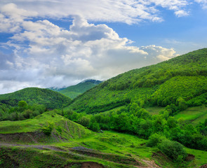 trees near valley in mountains  on hillside