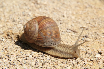 Escargot