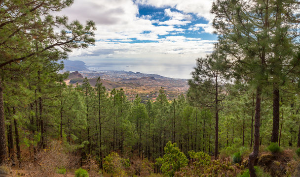 Santa Cruz de Tenerife through a forest of pines