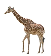 Papier Peint photo autocollant Girafe grand isolé sur blanc girafe