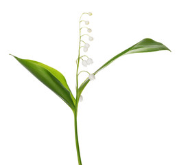 lily of the valley single flower isolated on white