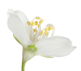 pure white single jasmine bloom