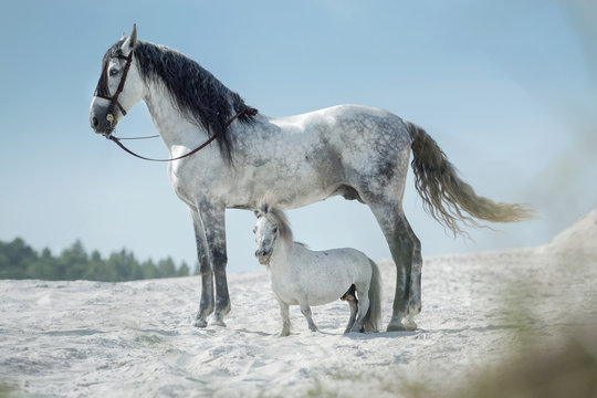 Two beautiful horses resting on the desert