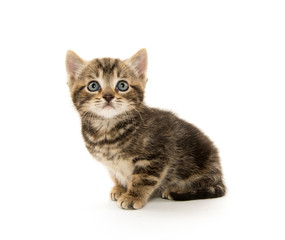 Cute tabby kitten on white