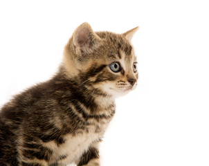 Cute tabby kitten on white