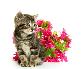 tabby kitten and flowers
