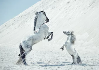 Wandcirkels aluminium Fantastische scène van de springpaarden © konradbak