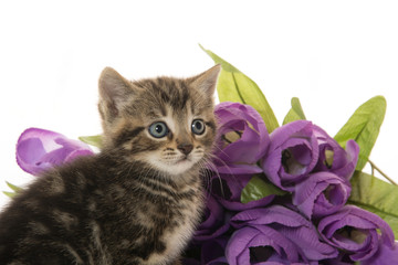 Cute kitten with purple flowers