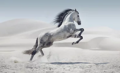 Fototapete Grau Bild zeigt das galoppierende weiße Pferd
