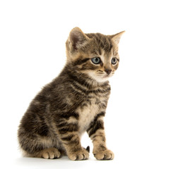 Cute tabby kitten on white