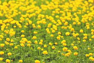 Fototapeta premium buttercup yellow flowers field