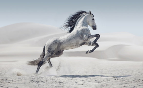 Fototapeta Zdjęcie przedstawiające galopującego białego konia
