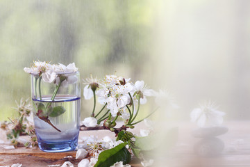 cherry flowers and branches green background foliage rain