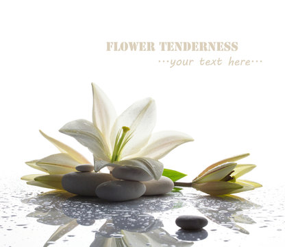 Fototapeta spa still life with white lily