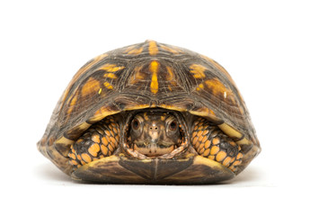 Eastern box turtle