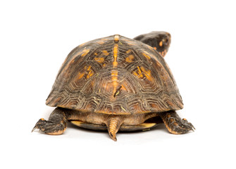 Eastern box turtle