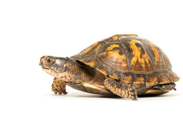 Fototapeta premium Eastern box turtle