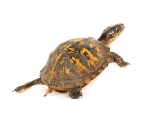 Fototapeta premium Eastern box turtle