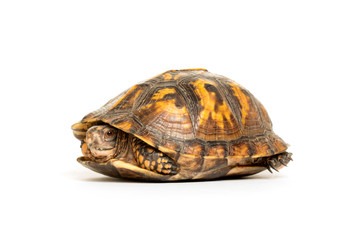 Eastern box turtle