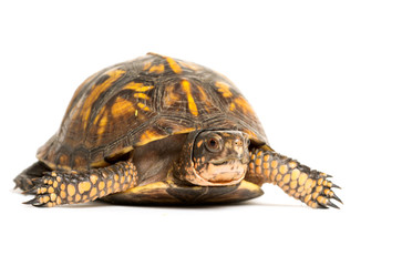 Obraz premium Eastern box turtle