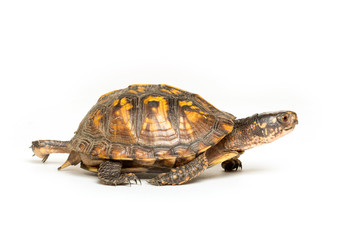 Eastern box turtle