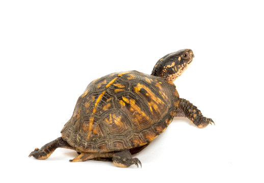 Eastern box turtle