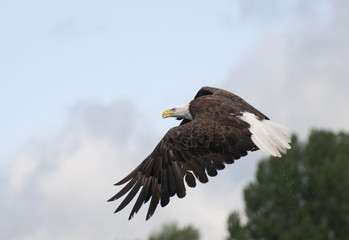 Intense Bald Eagle