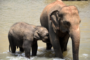 Srilanka elephants in the river