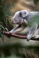 Koala on a tree with bush green background