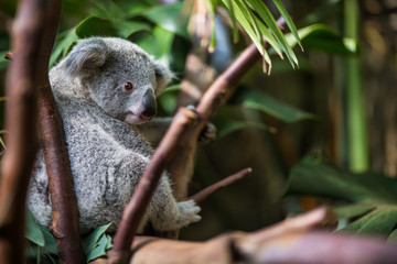 Fototapeta premium Koala on a tree with bush green background