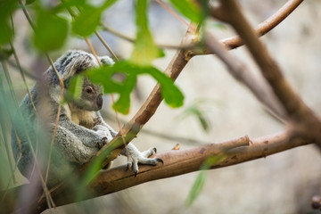 Koala on a tree with bush green background