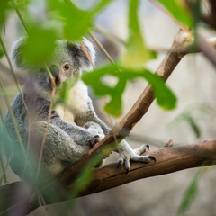 Koala on a tree with bush green background