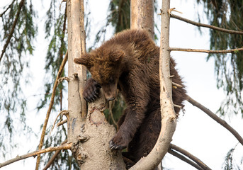 Bear Cub in Tree