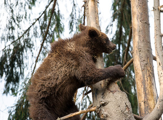 Bear Cub in Tree