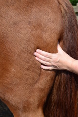 Horse shiatsu massage