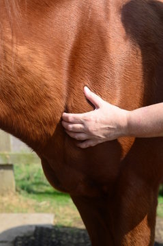 Horse shiatsu massage to neck