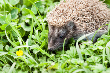 hedgehog walking in garden