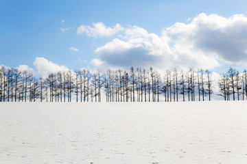 美瑛の冬