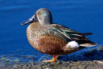 Australian Shoveler duck (Anas rhynchotis).