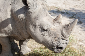 Obraz premium White rhinoceros in Zoo Bratislava, Slovakia