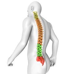 Corpo umano colonna vertebrale anatomia - obrazy, fototapety, plakaty