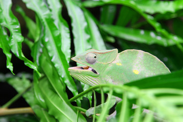 Great Green Chameleon camouflages itself in the midst of the gre © ChiccoDodiFC