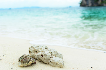 shell and coral on beach