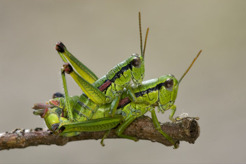 reproduction of  grasshopper