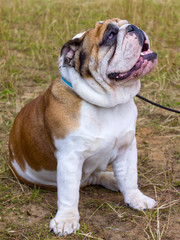 dog English Bulldog breed