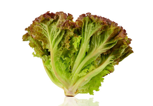 red lettuce isolated on white