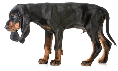 black and tan coonhound