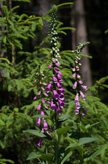 Fingerhut – Fingerkelch – Wald