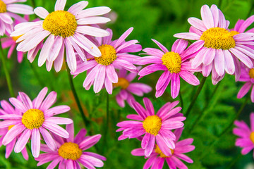 Obraz premium Pink Flower