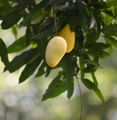 Mango on the tree.